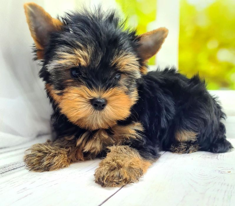 Терміновий продаж якісних  йорків ,бебі фейс.KCY