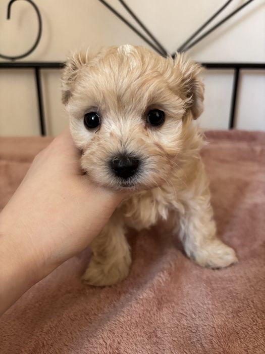 Chłopiec Maltipoo F1
