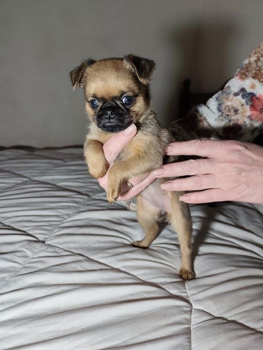 Продаются щенки брабансон  три суки и один кабель