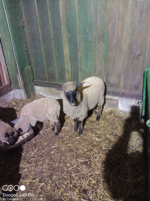 Baran Czarnogłówka