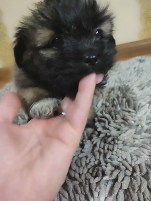 Ши тцу цуценята метиси