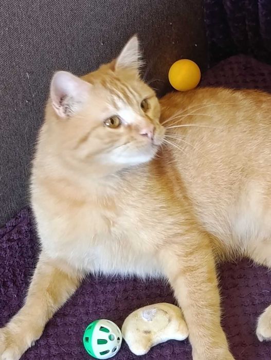 Лагідний молодий рудий котик на щастя)