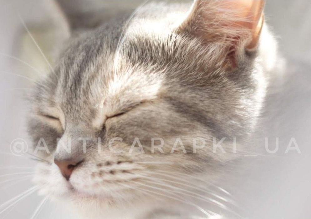 Зоотовары для котят котов кошек собак щенков собак мелких пород