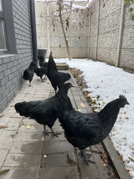 Петушок породы Аям Цемани