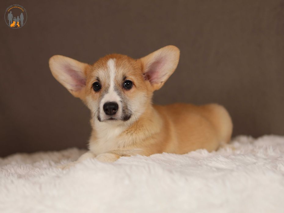 Welsh Corgi Pembroke ZKwP FCI po Championie rezerwacja