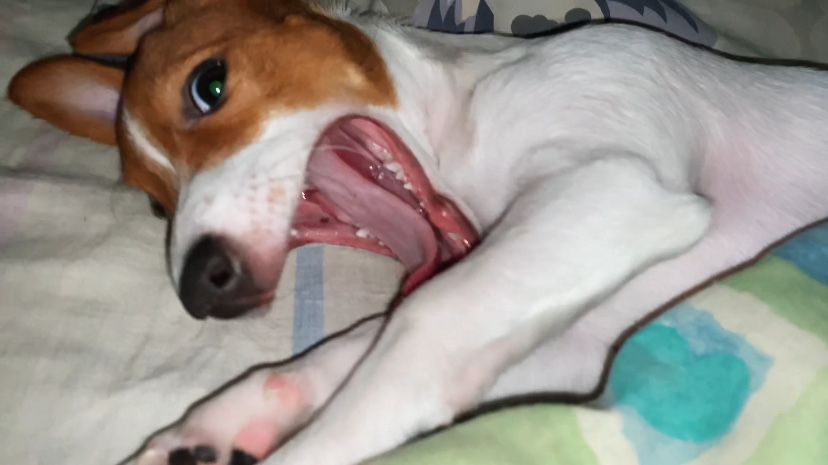 Ищу кобеля для вязки Джек Рассел Терьер