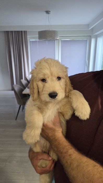 Goldendoodle suczka do odbioru