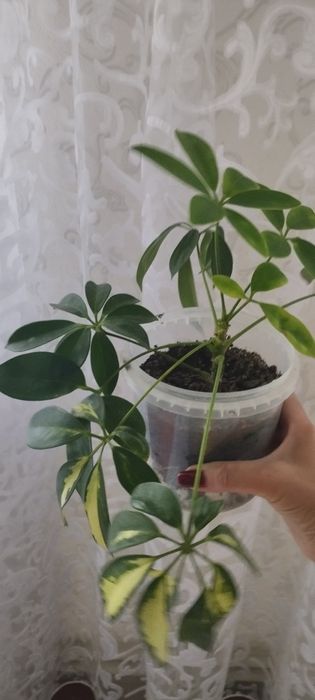 Комнатные цветы .