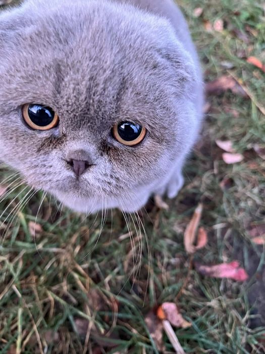 Продам кота британца