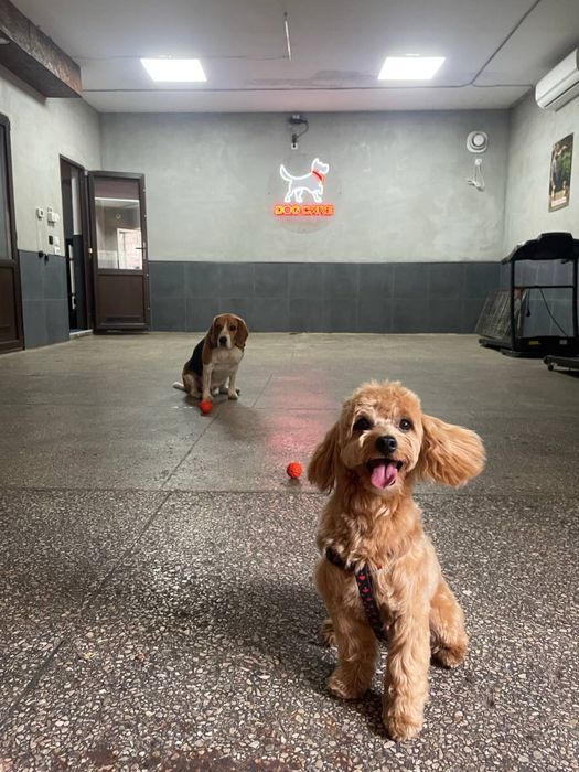 В'язка з хлопчиком Мальтіпу