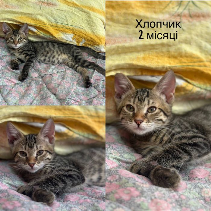 Большой выбор тигровых котят