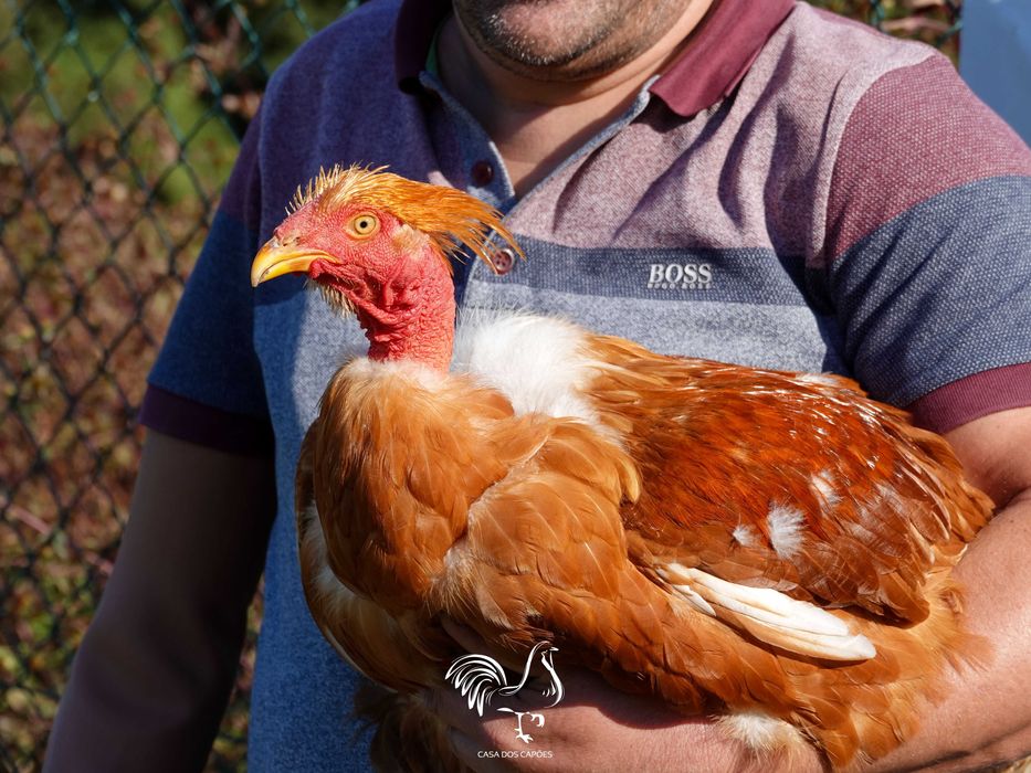 GALOS CAPÕES 100% BIOLÓGICOS (Galos castrados de forma artesanal)