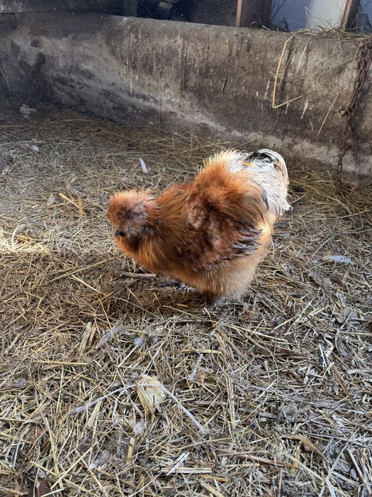 Koguty Silka zmienia kurnik