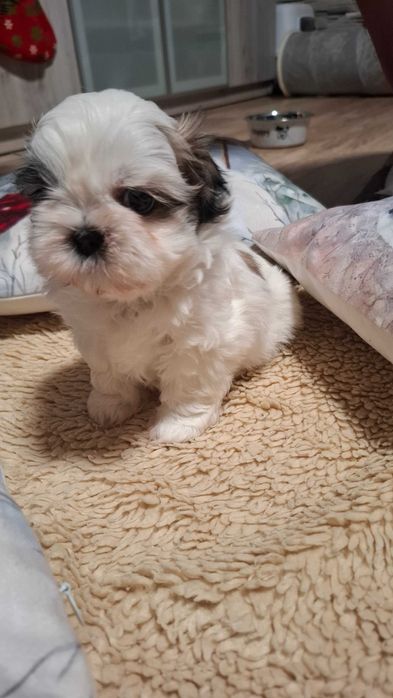Piękna sunia Shih-tzu