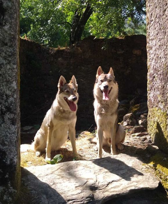 Cão Lobo Checoslovaco LOP, Pedigree, CPC