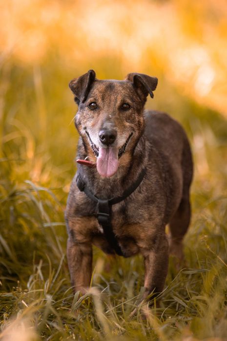 Bolek mały jamnikowaty pies z domu tymczasowego