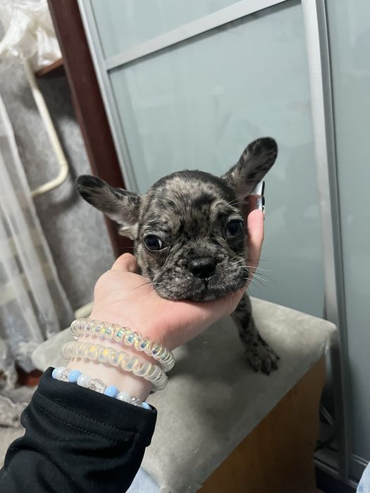 Цуценята французького бульдога