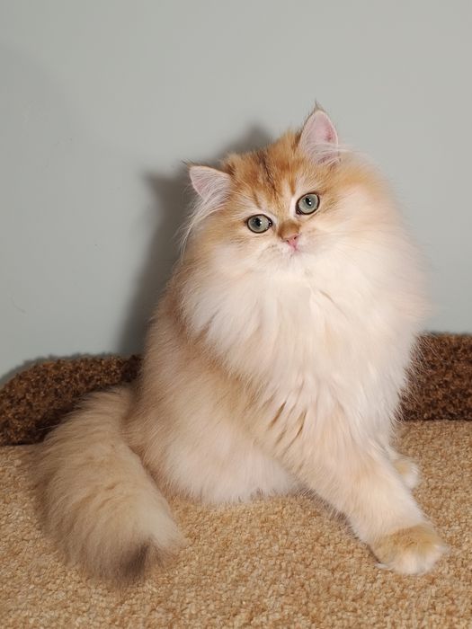 Британська золота шиншила довгошерста дівчинка