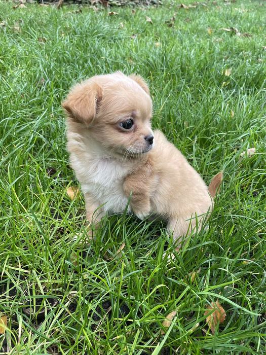 Одесса  Чихуахуа