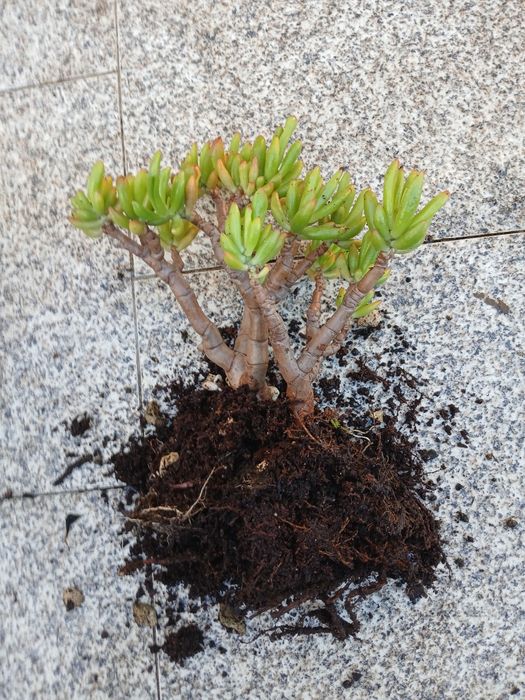 Suculenta orelhas de shreck