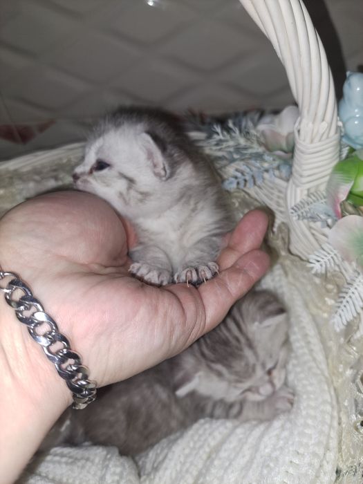Котята Британські елітний окрас срібна шиншила в нас преміум класу
