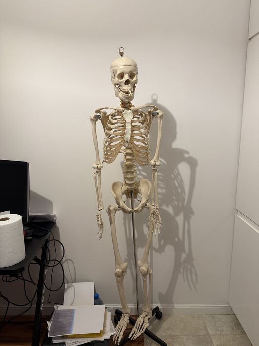 Szkielet człowieka, medycyna