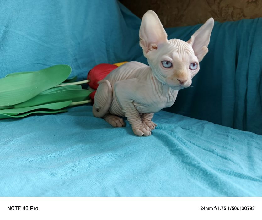 Голубоглазые очаровашки