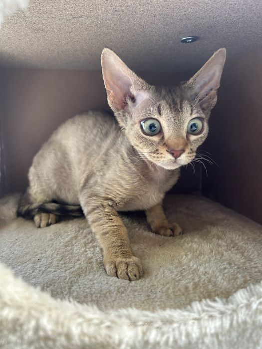 Słodki kocurek Devon Rex