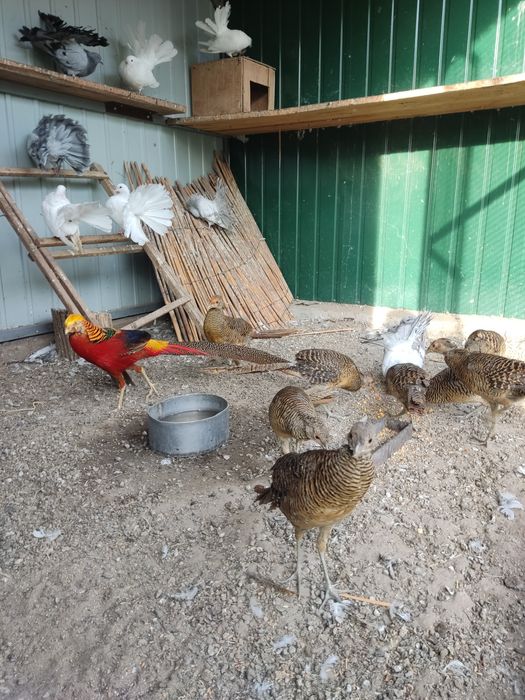 Продам Золотой фазан красный