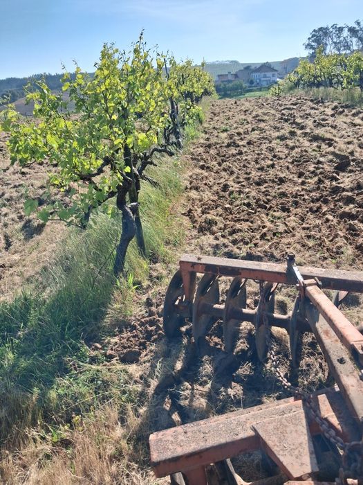 Jardineiro | Limpeza de Terrenos | Podas | Manutenção de Jardins