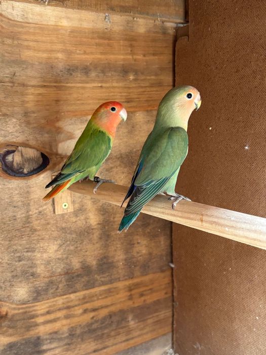Aves roseicollis