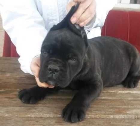 Кане Корсо для любви