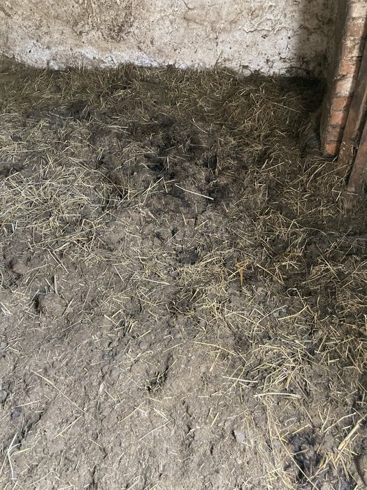 Oddam obornik koński