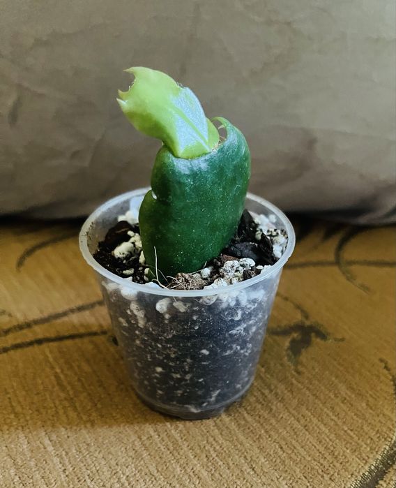 Schlumbergera Grudnik Beheim Alpha roslina doniczkowa