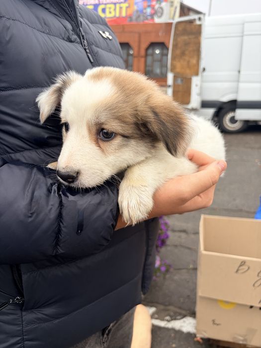 Цуценята в добрі руки 3 міс