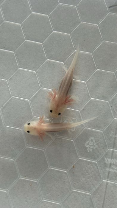 Axolotes bebés (prontos a entregar)