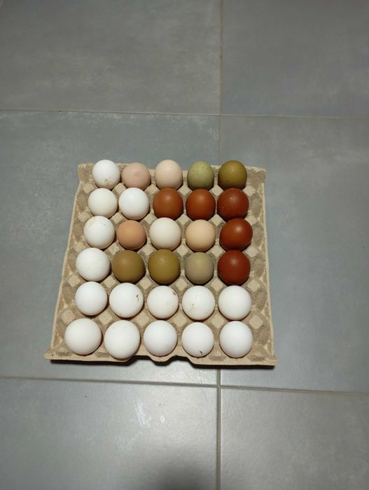 Ovos caseiros galinhas felizes