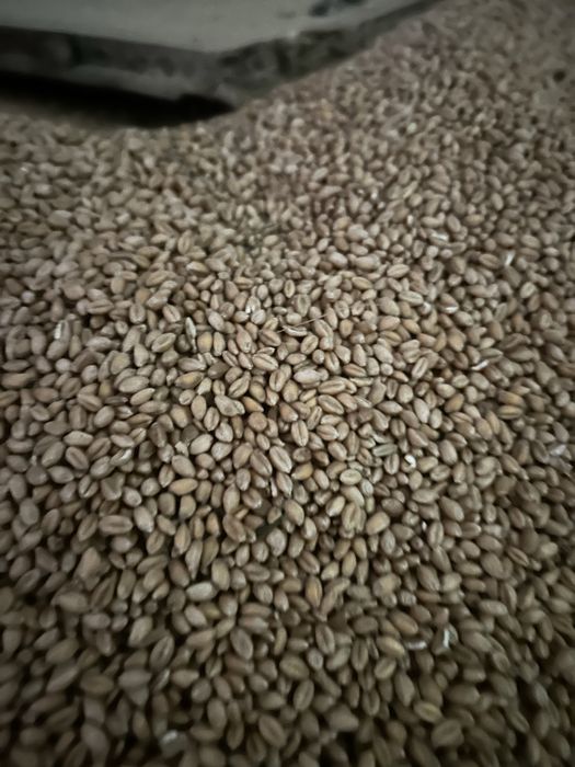 Pszenica ozima oścista Wilejka i bobik Bobas