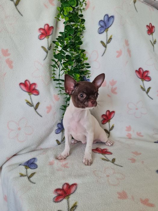 Excelente mini menina Chihuahua/Chiuaua LinhagemRussa de Qualidade