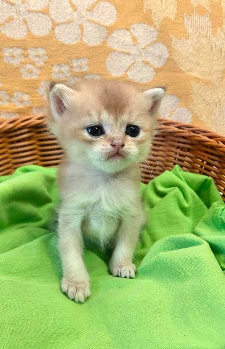 Шотландские котята (ЗОЛОТАЯ ШИНШИЛЛА)