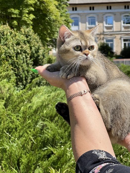 Шикарний котик в плюшевій шубці золота тікірована  шиншила