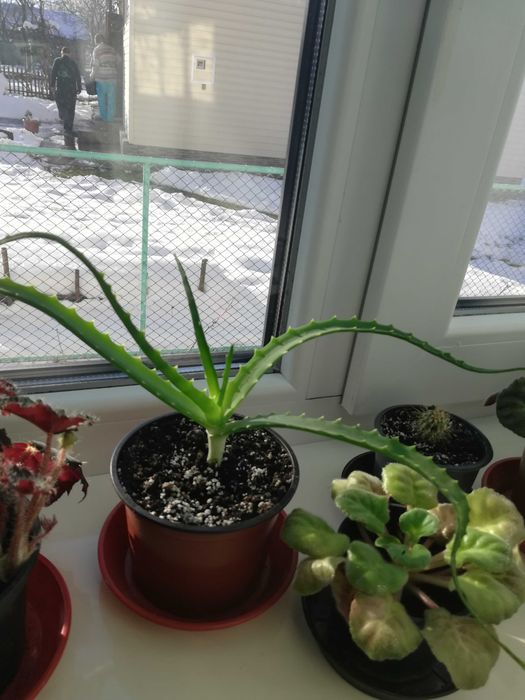 Алое                   .