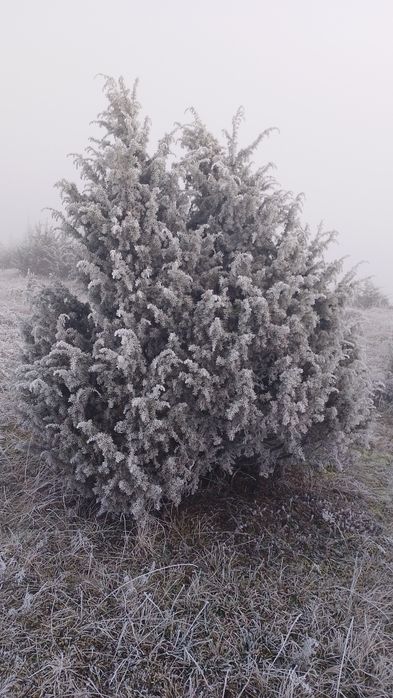 Ягоди ялівцю, плоди можжевельника