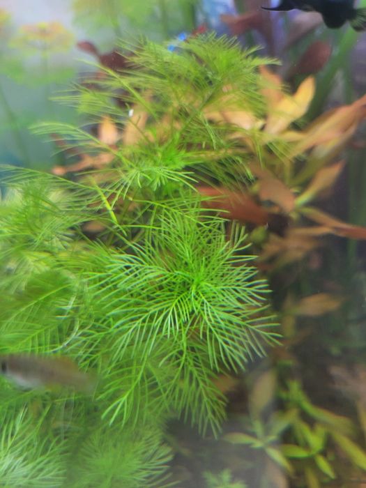 wywłócznik- roślina akwariowa