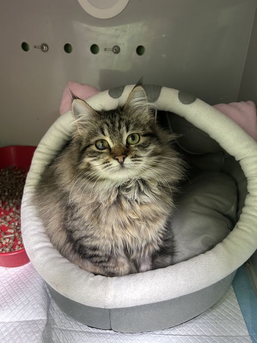 Кішечка кошеня шукає родину