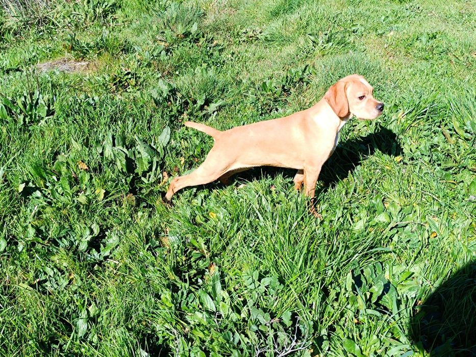 Perdigueiro Português