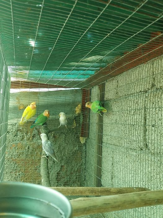 Agapornis disponíveis