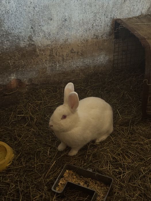 Кролі, Молодняк кролів, помісь білого велетня та каліфорнійця