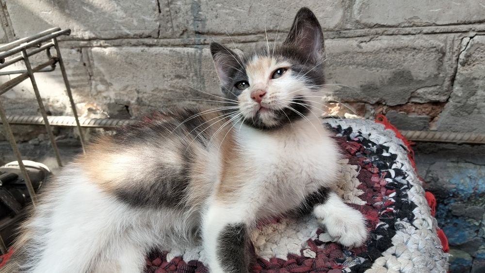 Віддам кошенят в добрі руки