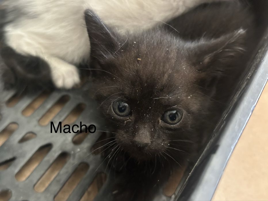 Dou gatinhos bebés